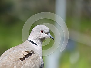 Red eye pigeon