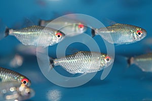 Red eye tetra (Moenkhausia sanctaefilomenae) aquarium fish