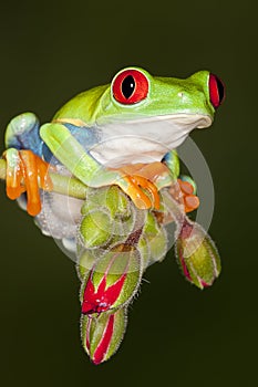 Red Eye tree frog 2