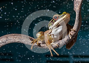 Red eye tree frog