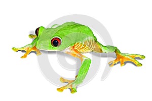 Red eye tree frog