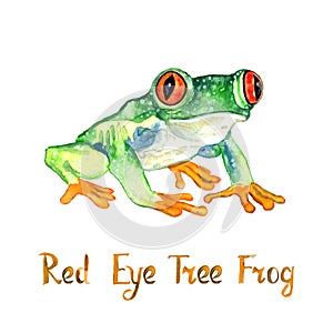 Red eye tree frog Agalychnis callidryas isolated on white hand painted watercolor illustration