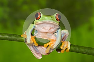 Red Eye Tree Frog on Branch