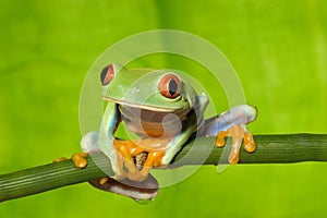 Red Eye Tree Frog on Branch 2