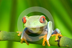 Auge ein Baum Frosch auf der Zweig 3 