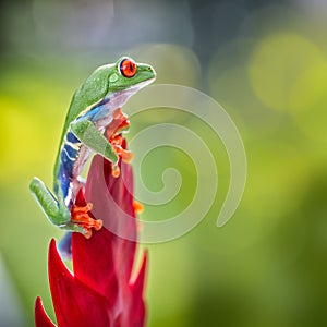 Red eye tree frog climbing in tropical rain forest