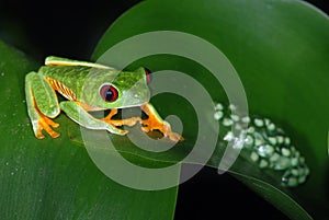 Red eye tree frog with eggs on a leaf.