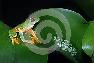 Red eye tree frog with eggs on a leaf.