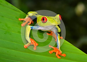 Red eye tree frog green leaf, cahuita, costa rica