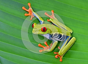 Red eye tree frog on green leaf, cahuita, costa rica