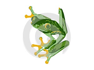 Red Eye Tree Frog Isolated, Vector