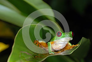 Red eye tree frog on a leaf.