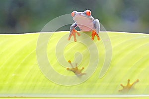 A red-eye tree frog is perched on a banana leaf.