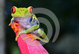 Red eye tree frog perched purple flower, cahuita, costa rica