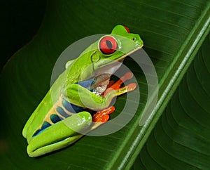 Red Eye Tree Frog Profile photo