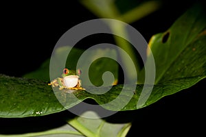 Red Eye Tree Frog