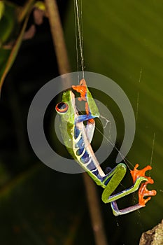 red eye tree frog stuck in a orb weaver spider web