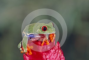 Red eye treefrog