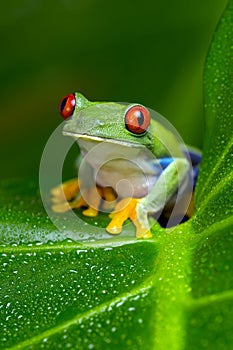 Red-Eyed Amazon Tree Frog (Agalychnis Callidryas)