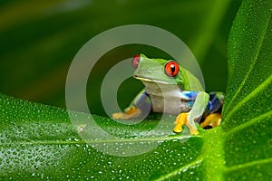 Red-Eyed Amazon Tree Frog (Agalychnis Callidryas)