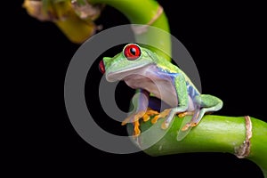 Red-Eyed Amazon Tree Frog (Agalychnis Callidryas)