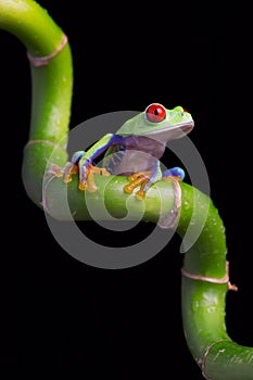 Red-Eyed Amazon Tree Frog (Agalychnis Callidryas)