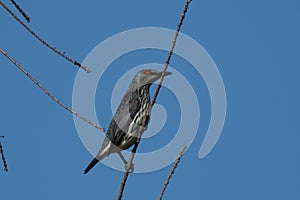 Red-eyed bird watching the world