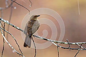 Red-eyed Bulbul - Pycnonotus brunneus