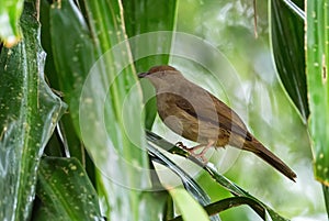 Red-eyed Bulbul - Pycnonotus brunneus