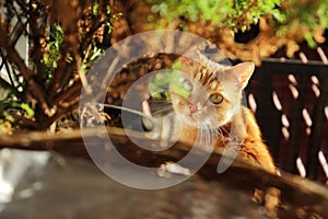 A red-eyed cat with yellow eyes.