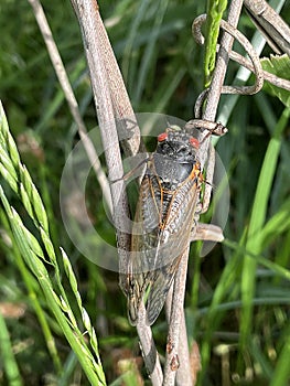 Red Eyed Cicada on Branch