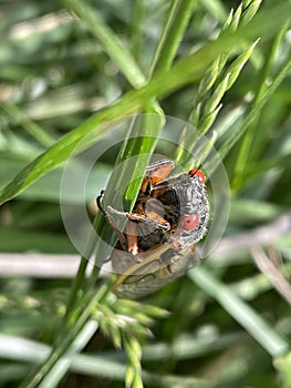 Red Eyed Cicada on Branch Says Hi