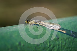 Red-eyed damselfly Erythromma najas damselfy perched on green boat