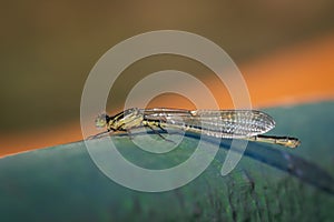 Red-eyed damselfly Erythromma najas damselfy perched on green boat