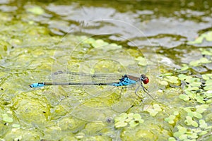 Red-eyed damselfly-male sitting on water surface