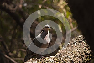 Red-eyed Dove