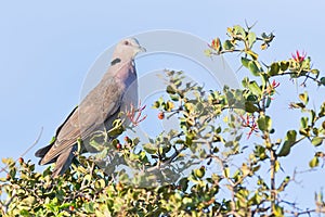 Red-eyed Dove