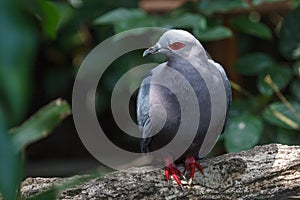 Red-eyed dove