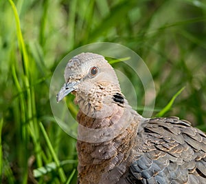 Red-eyed Dove