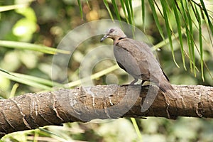 Red-eyed dove in Gambia