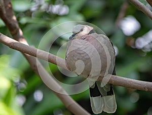 Red-eyed dove in a garden in urban South Africa