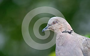 Red-eyed dove in a garden in urban South Africa