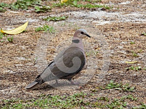 A red-eyed dove isolated on a patch of grass