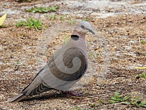 A red-eyed dove isolated on a patch of grass