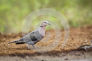 Red-eyed Dove in Kruger National park, South Africa