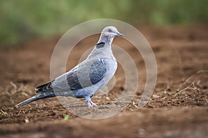 Red-eyed Dove in Kruger National park, South Africa