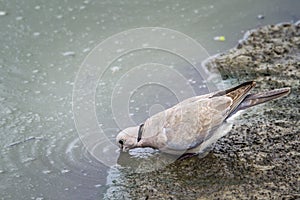 Red-eyed Dove in Kruger National park, South Africa