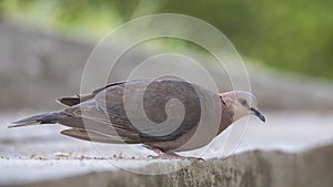 Red-eyed Dove on Pavement