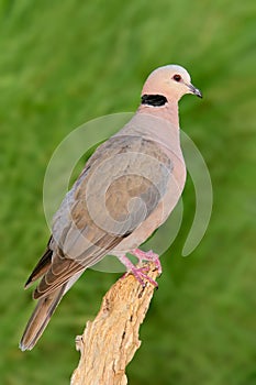 A red-eyed dove perched on a branch, South Africa