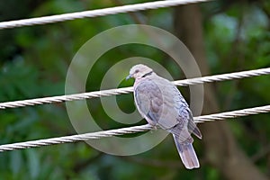 Red eyed dove, pigeon bird with red bare skin around eyes in Arusha Region, Tanzania, East Africa